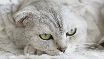 leyu.com-乌克兰战胜瑞典，晋级欧国亚军赛，乌克兰赢了瑞典