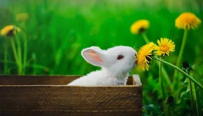 Leyu Sport下载-阿尔阿赫利与阿尔萨德达成球员交换协议，阿尔阿赫利亚冠