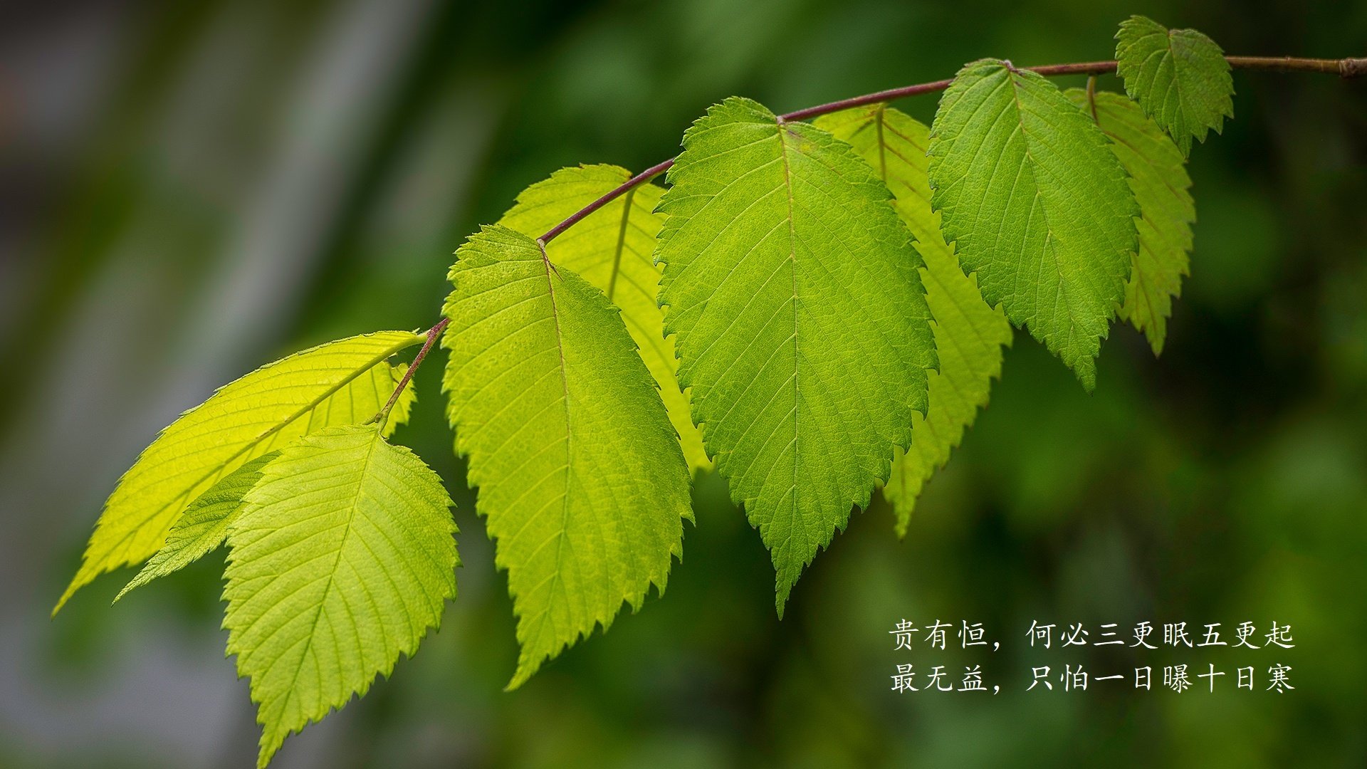 女篮精神：从奋战到荣耀的感人故事，女篮团队精神