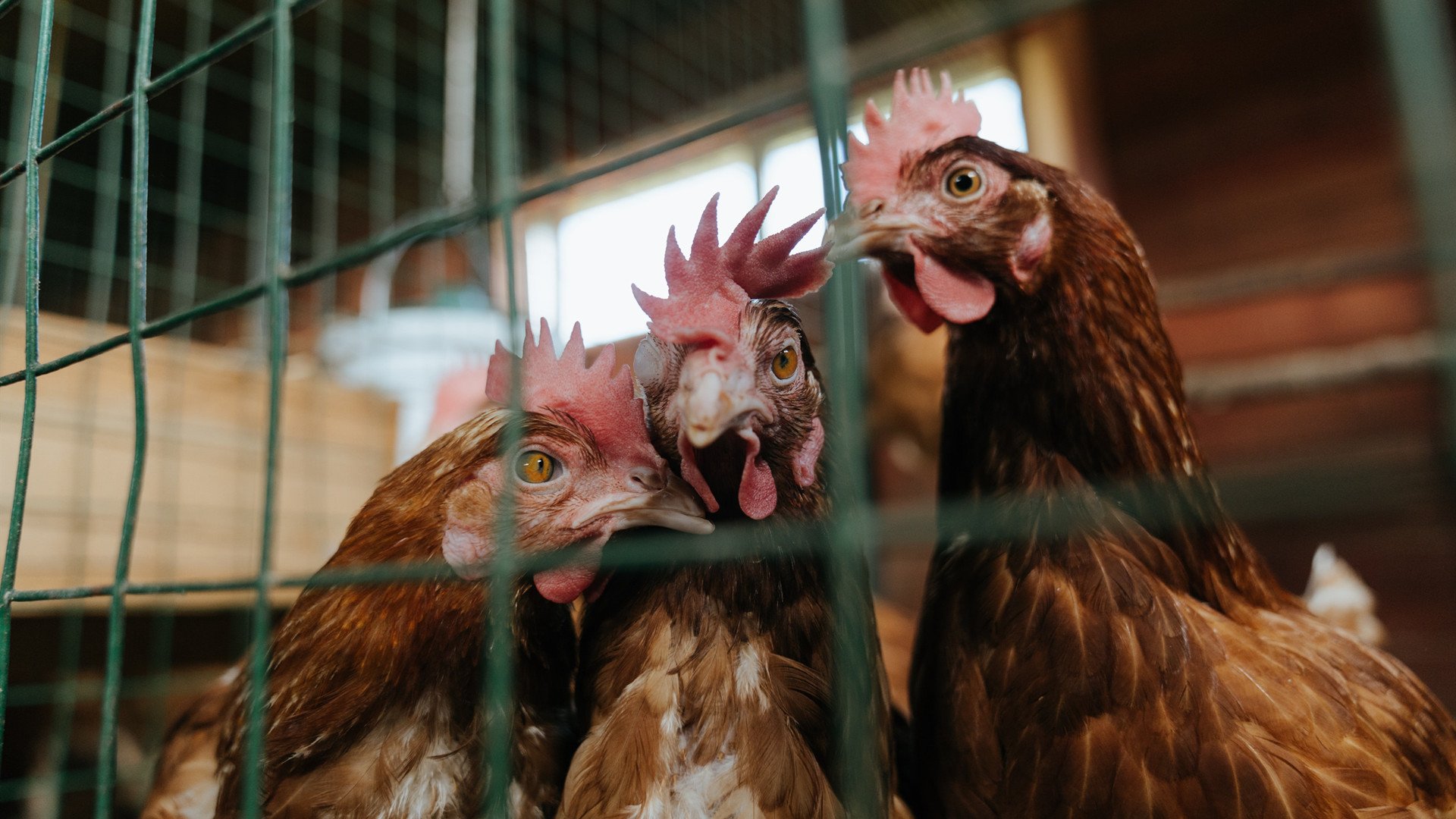 跳水动作连贯性强，稳定输出高分，跳水动作选择规则