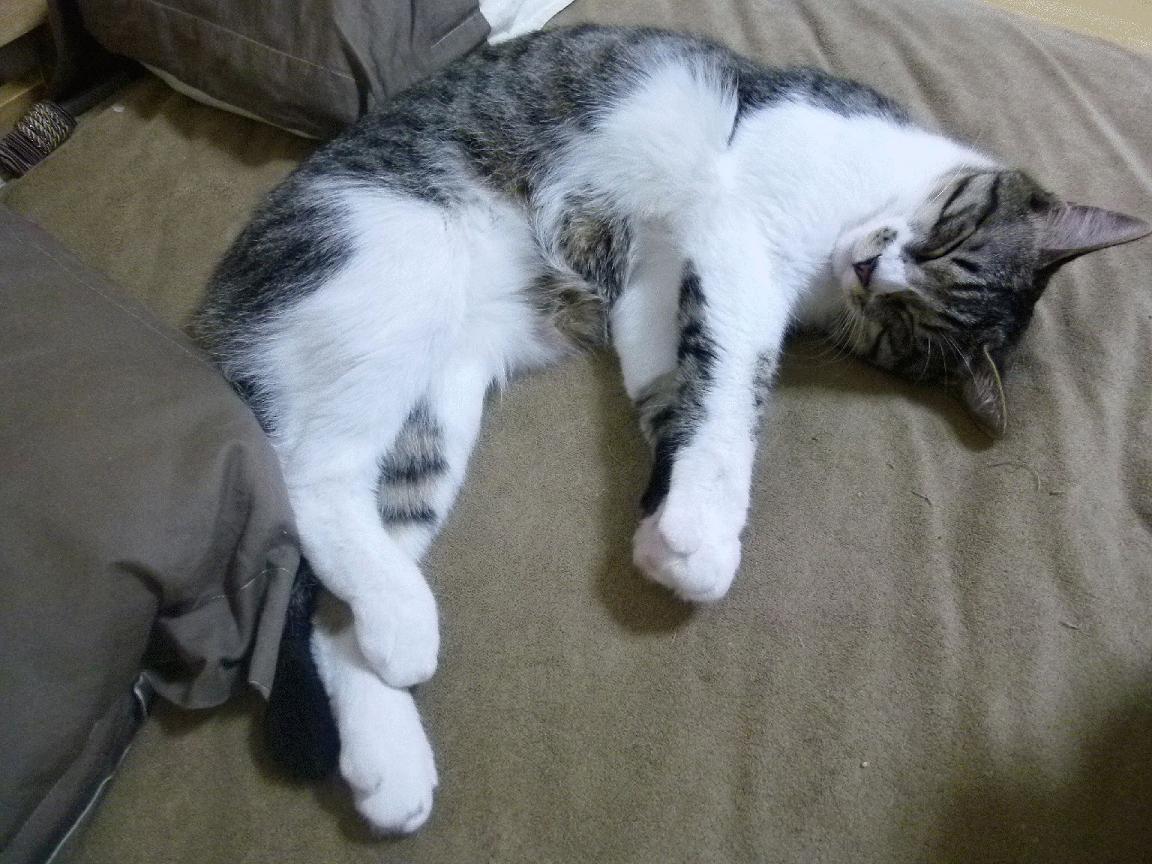 跳水难点克服突尼斯动作流畅,跳水 凸